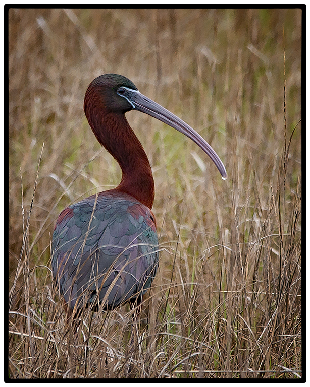 Nature In Class A By Steve Lombardi For Glossy Ibis At Hammonasset SP MAY-2019.jpg